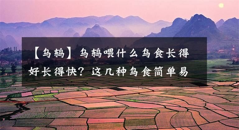 【乌鸫】乌鸫喂什么鸟食长得好长得快？这几种鸟食简单易得能养好乌鸫