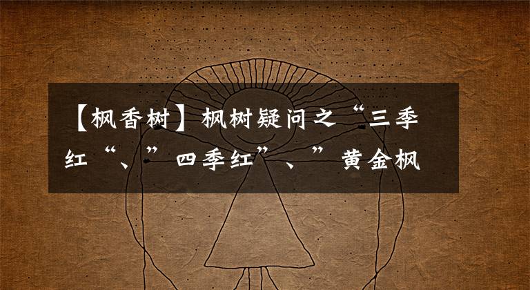 【枫香树】枫树疑问之“三季红“、”四季红”、”黄金枫”?