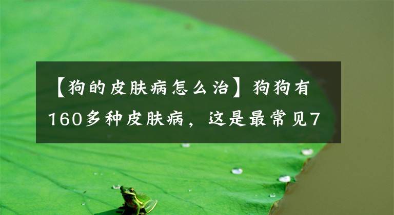 【狗的皮肤病怎么治】狗狗有160多种皮肤病，这是最常见7种，弄得主人心烦！