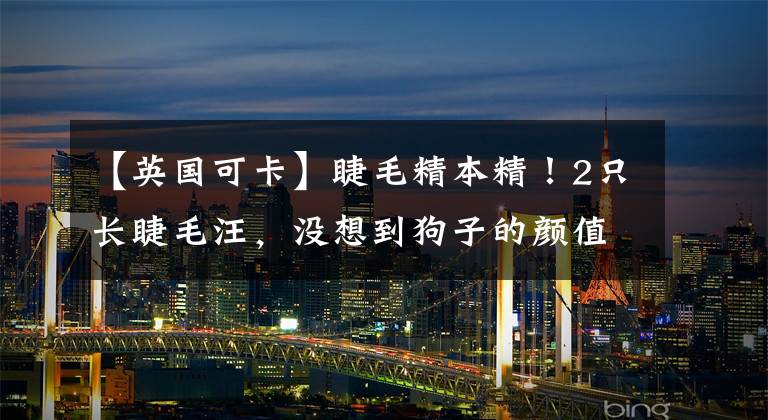 【英国可卡】睫毛精本精!2只长睫毛汪,没想到狗子的颜值都能惹人羡慕