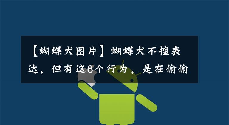 【蝴蝶犬图片】蝴蝶犬不擅表达，但有这6个行为，是在偷偷爱着你