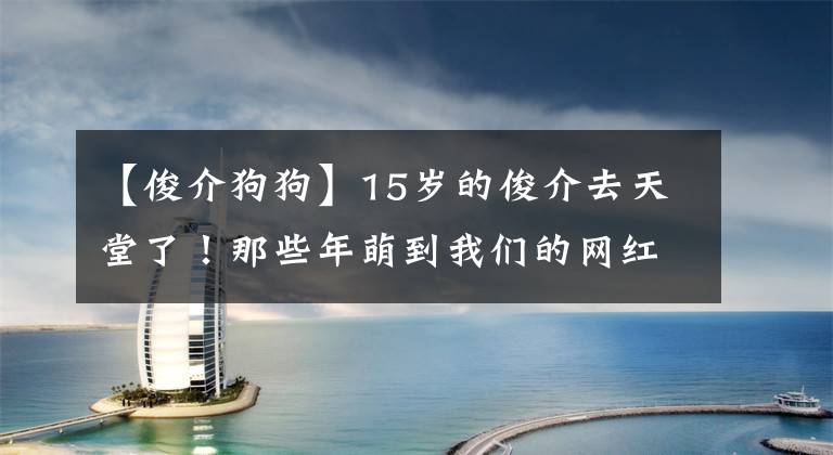 【俊介狗狗】15岁的俊介去天堂了!那些年萌到我们的网红猫狗你都认识吗?