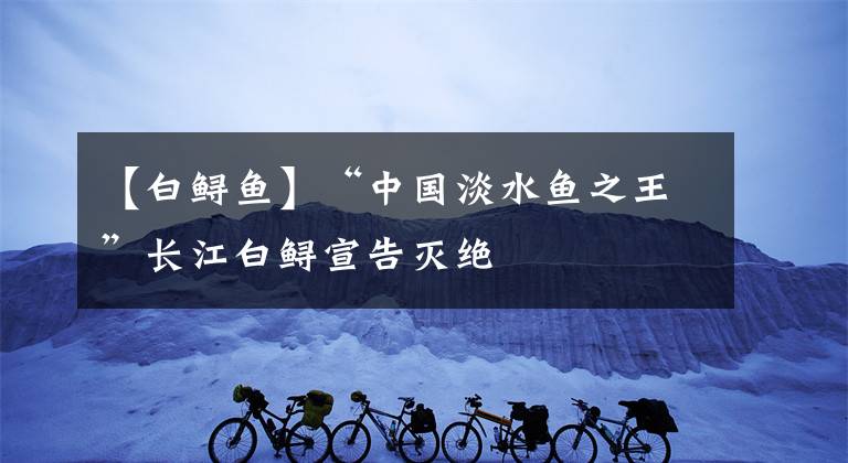 【白鲟鱼】“中国淡水鱼之王”长江白鲟宣告灭绝