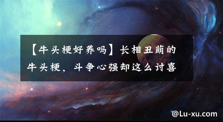 【牛头梗好养吗】长相丑萌的牛头梗，斗争心强却这么讨喜，那它适合家养吗