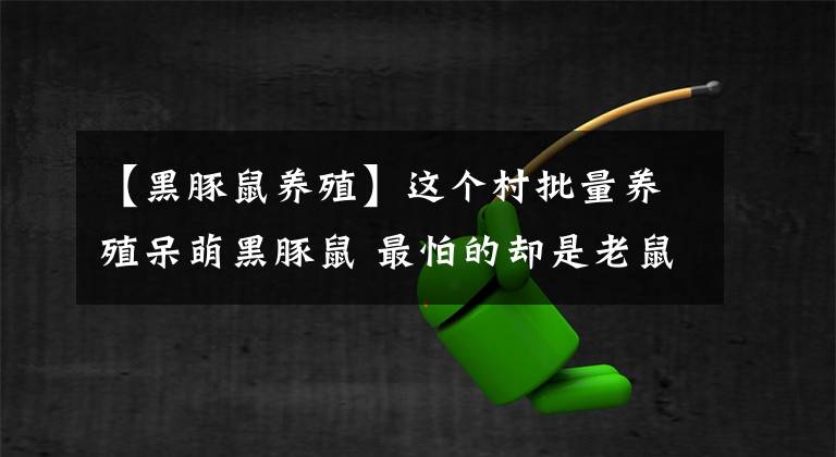 【黑豚鼠养殖】这个村批量养殖呆萌黑豚鼠 最怕的却是老鼠