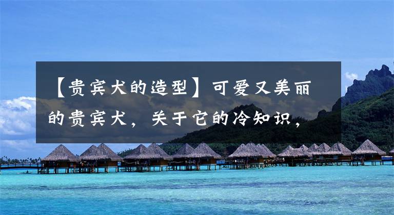 【贵宾犬的造型】可爱又美丽的贵宾犬，关于它的冷知识，你知道多少呢？