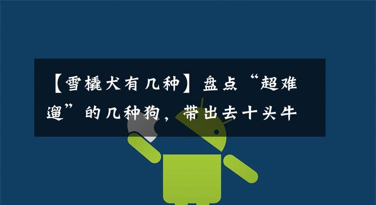 【雪橇犬有几种】盘点“超难遛”的几种狗，带出去十头牛都拉不回来了