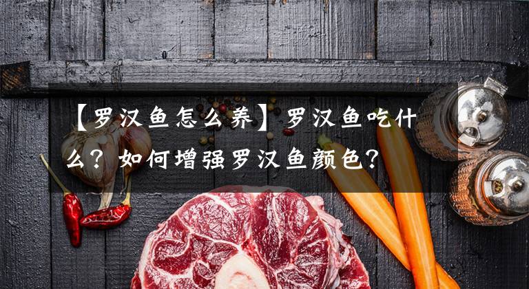【罗汉鱼怎么养】罗汉鱼吃什么?如何增强罗汉鱼颜色?