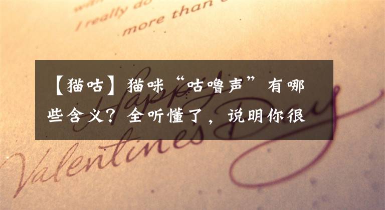 【猫咕】猫咪“咕噜声”有哪些含义？全听懂了，说明你很了解猫