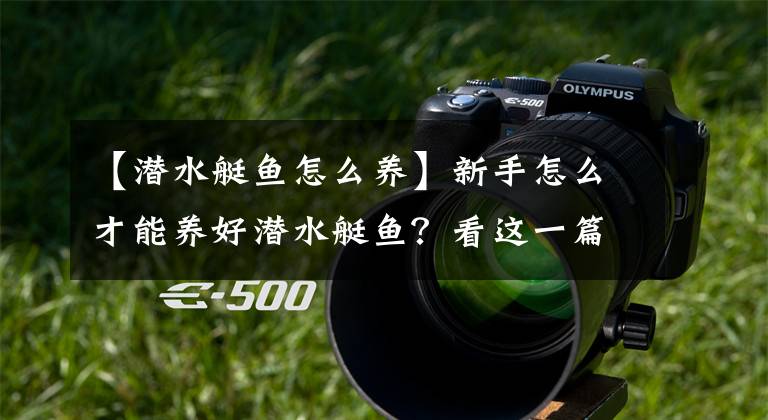 【潜水艇鱼怎么养】新手怎么才能养好潜水艇鱼？看这一篇就够用，养汽水鱼通用