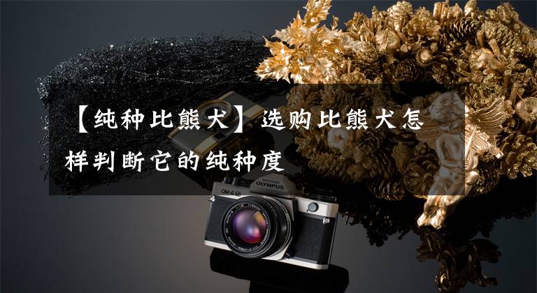 【纯种比熊犬】选购比熊犬怎样判断它的纯种度