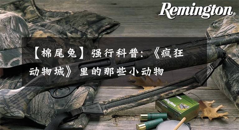 【棉尾兔】强行科普: 《疯狂动物城》里的那些小动物