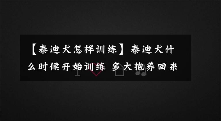 【泰迪犬怎样训练】泰迪犬什么时候开始训练 多大抱养回来好
