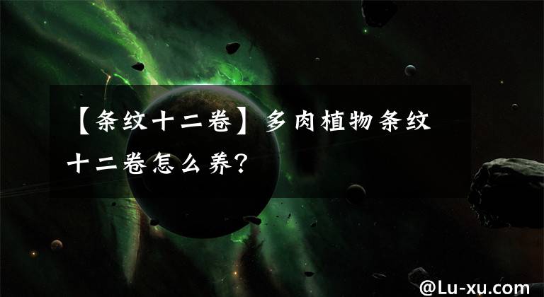 【条纹十二卷】多肉植物条纹十二卷怎么养?