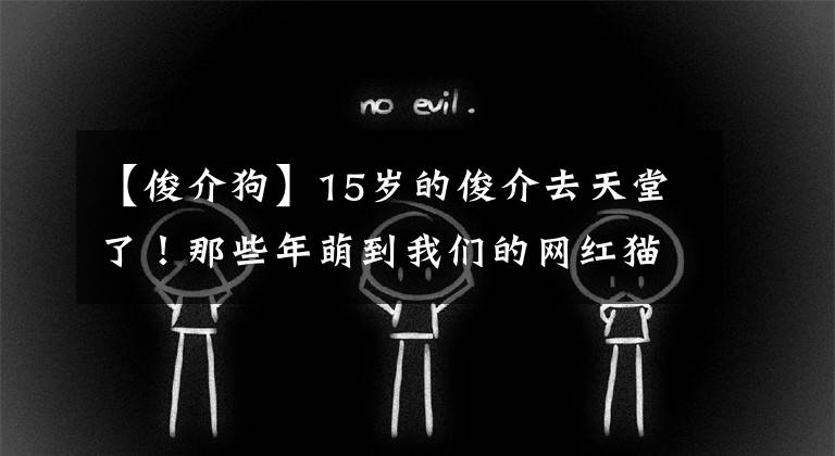 【俊介狗】15岁的俊介去天堂了！那些年萌到我们的网红猫狗你都认识吗？