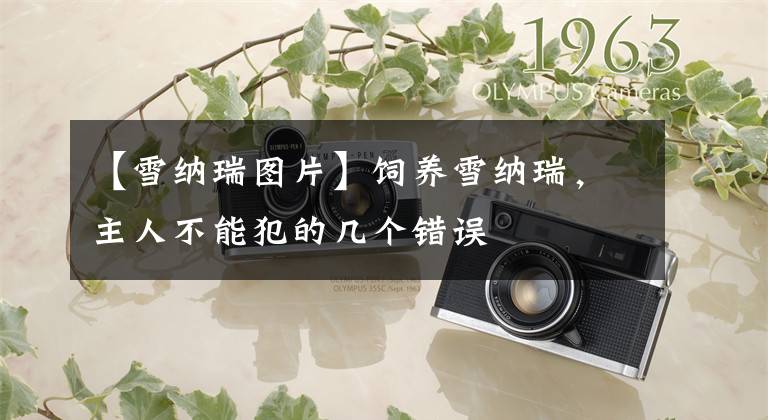 【雪纳瑞图片】饲养雪纳瑞，主人不能犯的几个错误