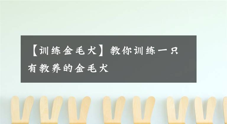 【训练金毛犬】教你训练一只有教养的金毛犬