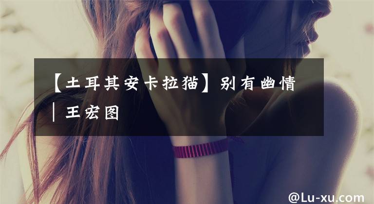 【土耳其安卡拉猫】别有幽情｜王宏图