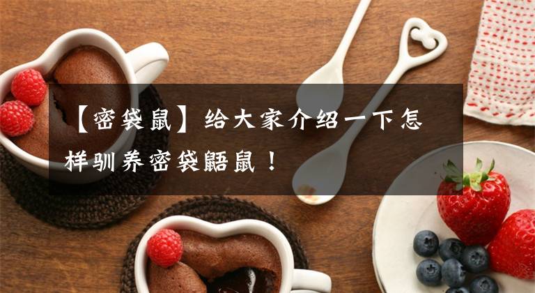 【密袋鼠】给大家介绍一下怎样驯养密袋鼯鼠!