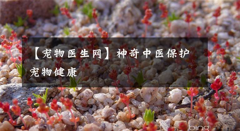 【宠物医生网】神奇中医保护宠物健康