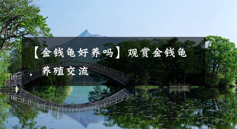 【金钱龟好养吗】观赏金钱龟,养殖交流