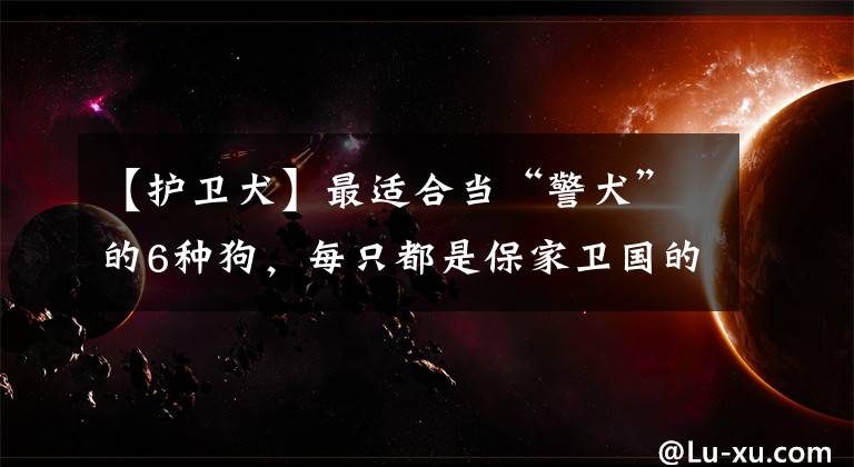 【护卫犬】最适合当“警犬”的6种狗,每只都是保家卫国的好手