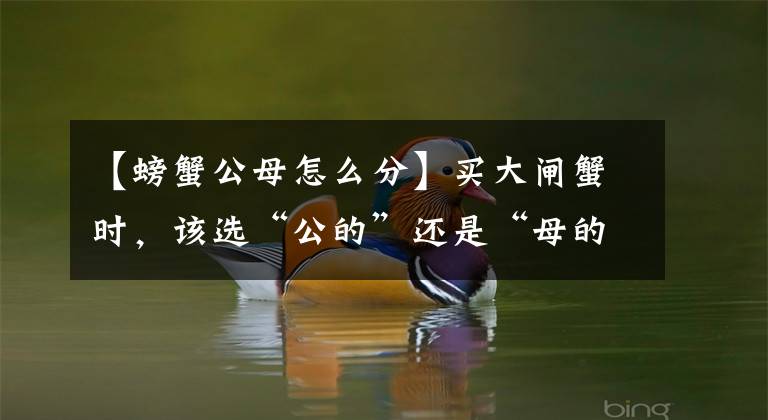 【螃蟹公母怎么分】买大闸蟹时，该选“公的”还是“母的”，渔民给我5个建议，实用