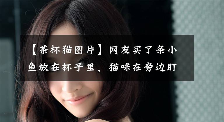 【茶杯猫图片】网友买了条小鱼放在杯子里，猫咪在旁边盯着看，鱼：给个痛快吧