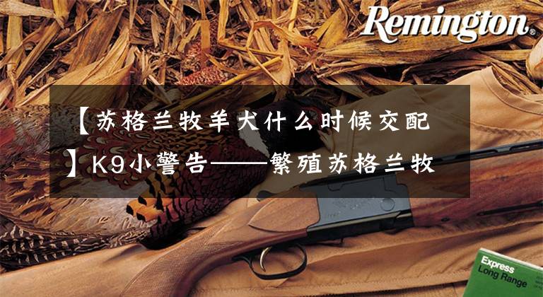 【苏格兰牧羊犬什么时候交配】K9小警告——繁殖苏格兰牧羊犬注意事项