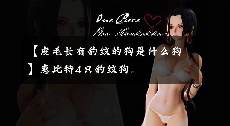 【皮毛长有豹纹的狗是什么狗】惠比特4只豹纹狗。