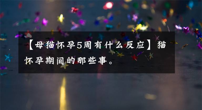 【母猫怀孕5周有什么反应】猫怀孕期间的那些事。