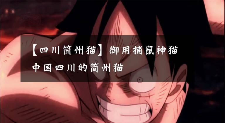 【四川简州猫】御用捕鼠神猫 中国四川的简州猫