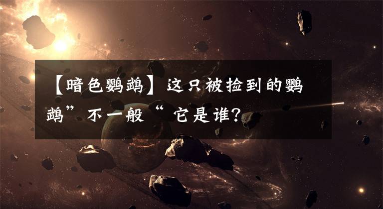 【暗色鹦鹉】这只被捡到的鹦鹉”不一般“ 它是谁？