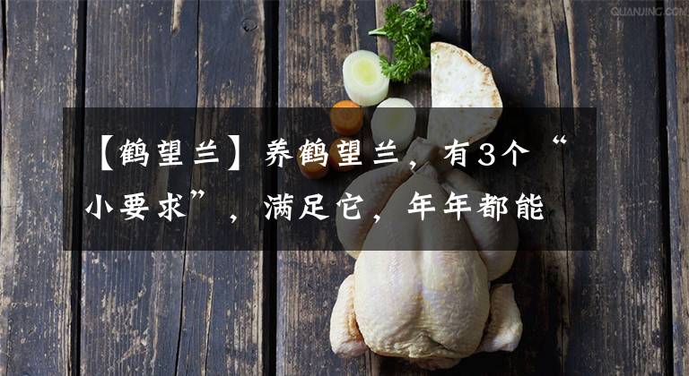 【鹤望兰】养鹤望兰，有3个“小要求”，满足它，年年都能开出“仙鹤”