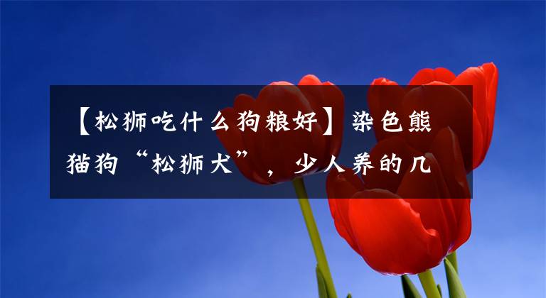 【松狮吃什么狗粮好】染色熊猫狗“松狮犬”，少人养的几大原因