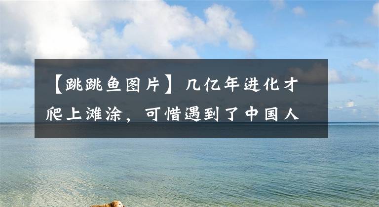 【跳跳鱼图片】几亿年进化才爬上滩涂，可惜遇到了中国人，这种海鲜的命运很悲惨