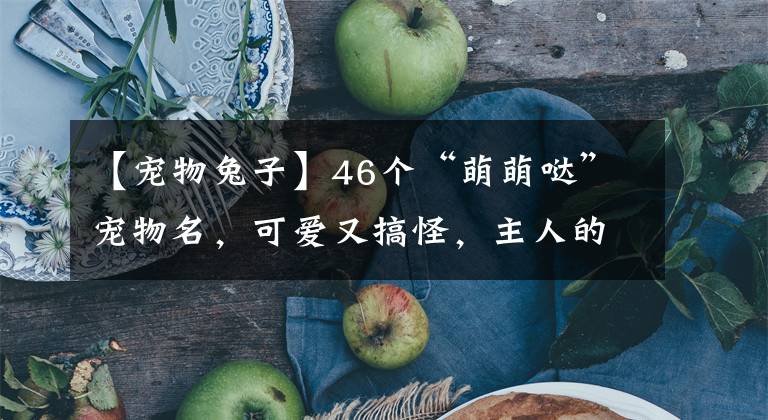 【宠物兔子】46个“萌萌哒”宠物名,可爱又搞怪,主人的贴心小棉袄