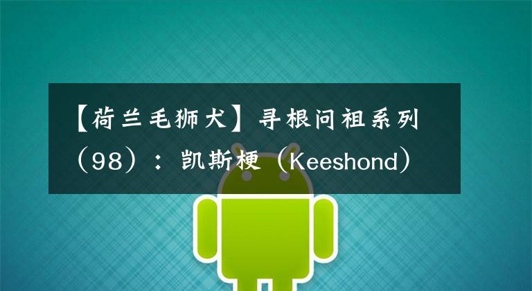 【荷兰毛狮犬】寻根问祖系列（98）：凯斯梗（Keeshond）