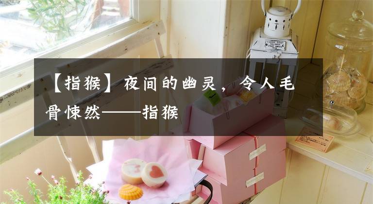 【指猴】夜间的幽灵，令人毛骨悚然——指猴