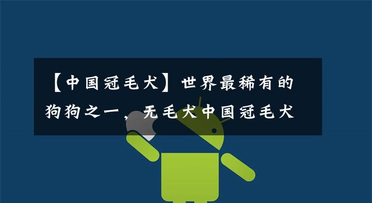 【中国冠毛犬】世界最稀有的狗狗之一,无毛犬中国冠毛犬,网友戏称是最丑的狗狗