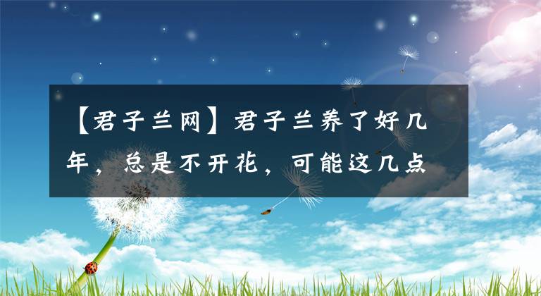 【君子兰网】君子兰养了好几年,总是不开花,可能这几点没做好
