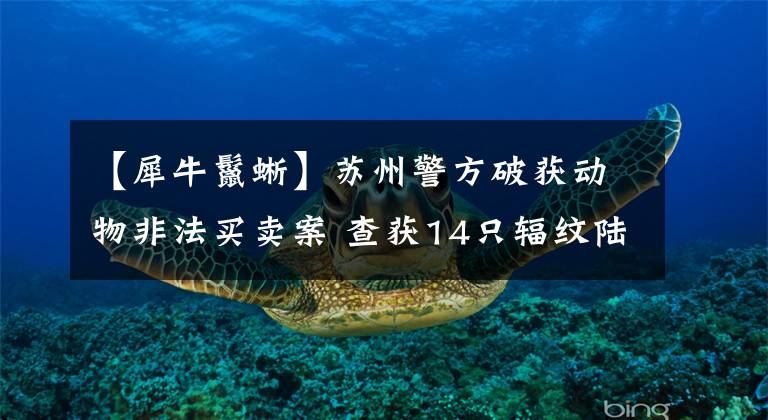 【犀牛鬣蜥】苏州警方破获动物非法买卖案 查获14只辐纹陆龟