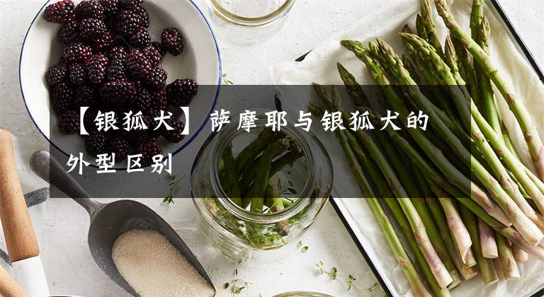 【银狐犬】萨摩耶与银狐犬的外型区别