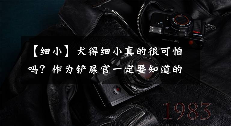 【细小】犬得细小真的很可怕吗?作为铲屎官一定要知道的基本知识。