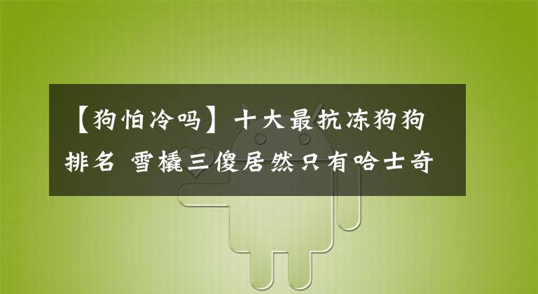 【狗怕冷吗】十大最抗冻狗狗排名 雪橇三傻居然只有哈士奇上榜