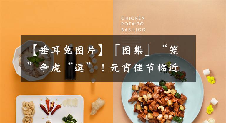 【垂耳兔图片】「图集」“笼”争虎“逗”！元宵佳节临近 宝鸡灯笼市场火爆