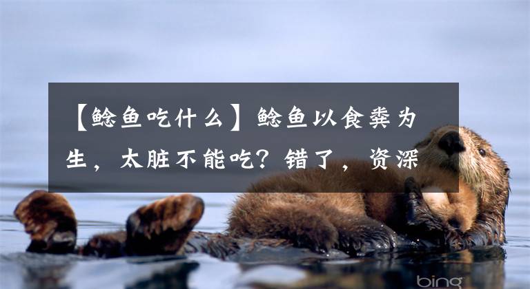 【鲶鱼吃什么】鲶鱼以食粪为生,太脏不能吃?错了,资深钓鱼人告诉你这种鱼更脏