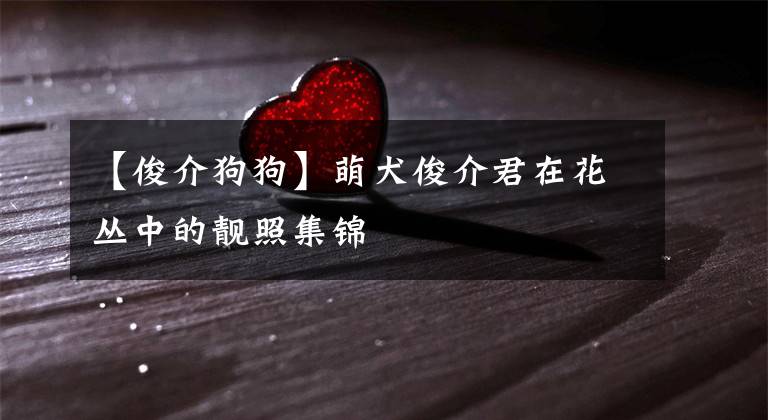 【俊介狗狗】萌犬俊介君在花丛中的靓照集锦