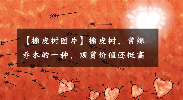 【橡皮树图片】橡皮树,常绿乔木的一种,观赏价值还挺高