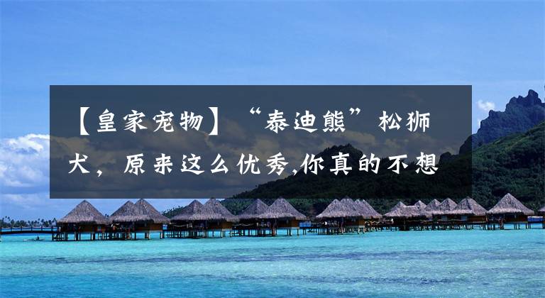 【皇家宠物】“泰迪熊”松狮犬，原来这么优秀,你真的不想养一只吗？